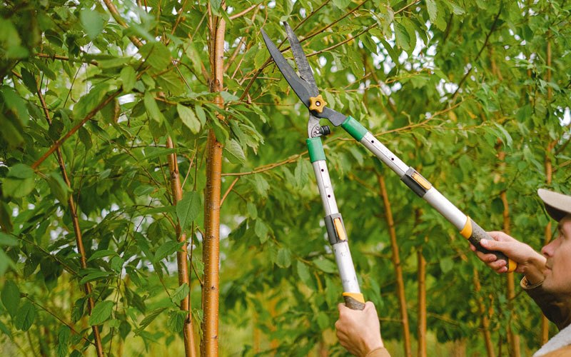 Tree trimming in Beaver, AK